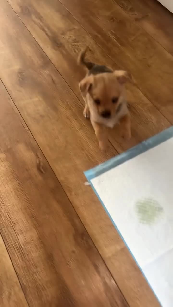 Chihuahua dogs for sale: 🩷 FAWN/ MERLE GIRL STILL AVAILABLE🩷 - Video 1