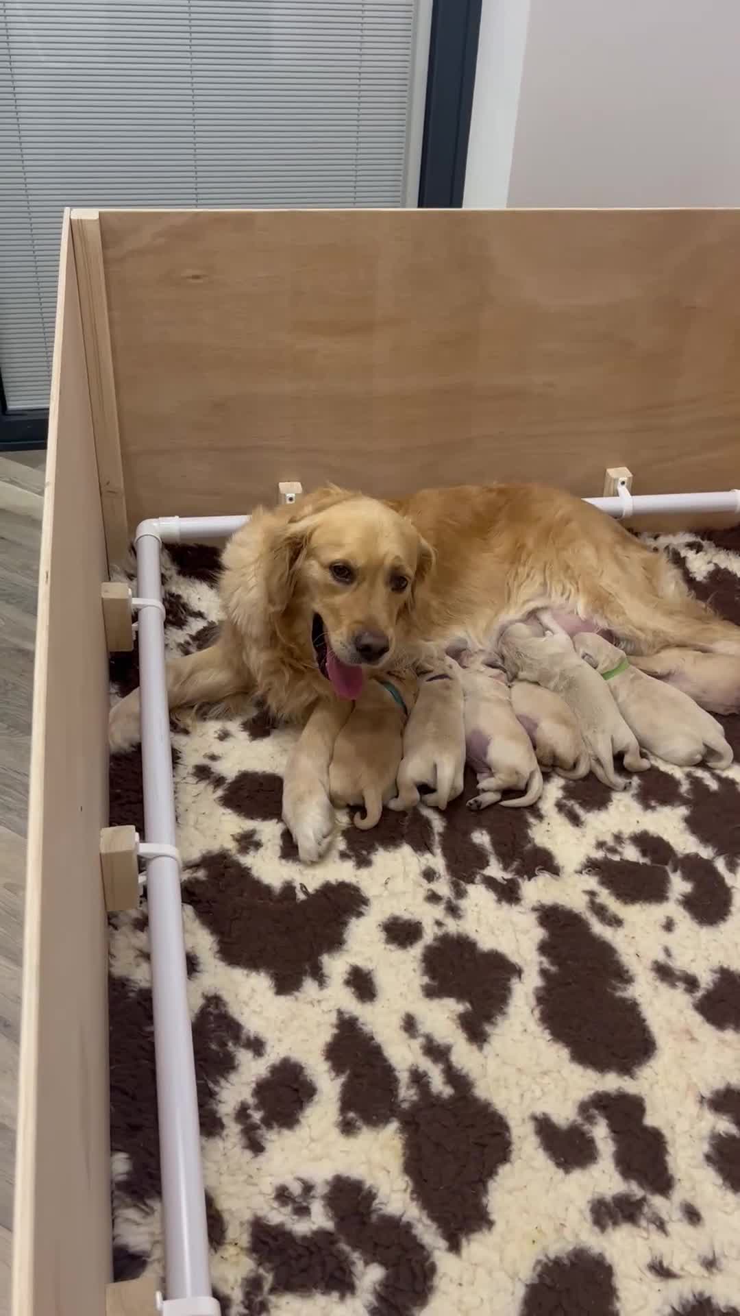 Golden Retriever dogs for sale: Gorgeous litter of Goldens in Swindon - Video 1