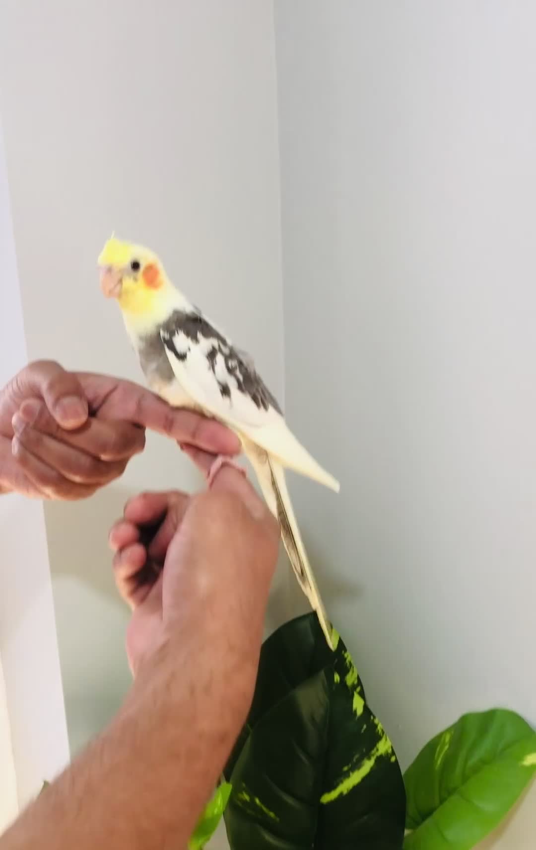 Cockatiels birds for sale: Beautiful hand tamed cockatiels for sale. - Video 1