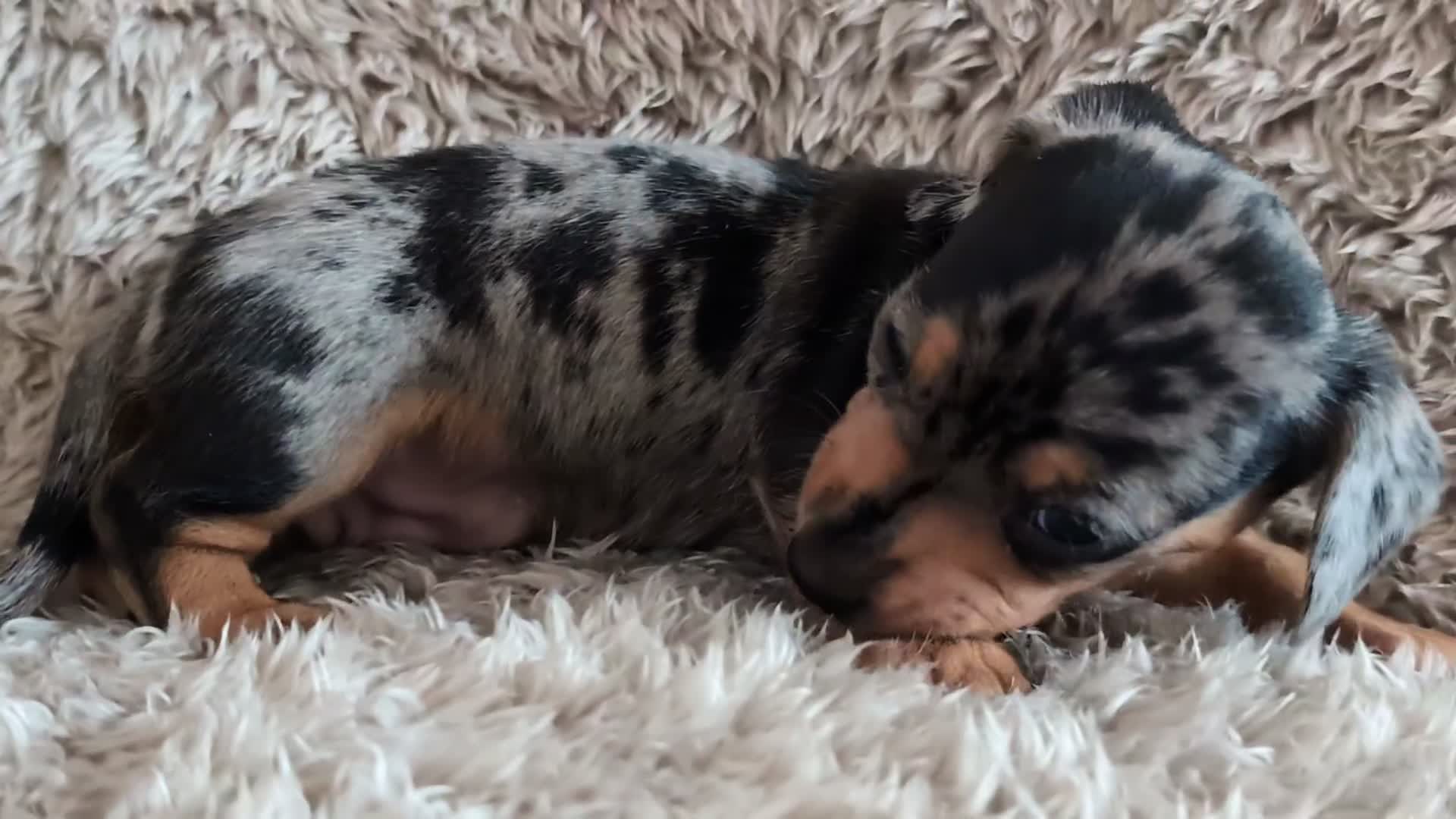 Miniature Dachshund dogs for sale: Beautiful Mini Daschounds Babies For Sale - Video 3