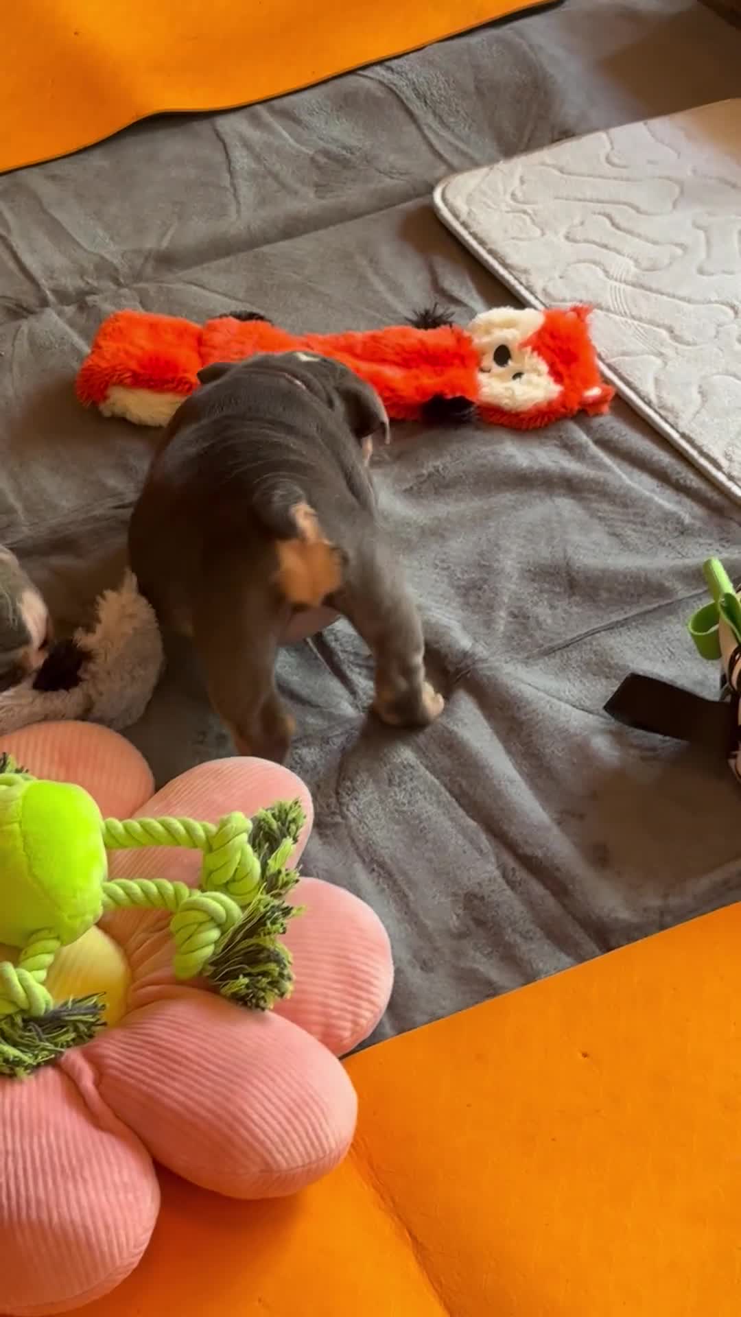 English Bulldog dogs for sale: English Bulldog Puppies  - Video 1