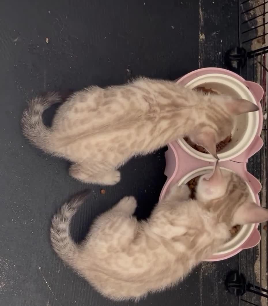 Bengal cats for sale: Two Stunning Snow Lynx Bengal Boys 🐾💙 - Video 2