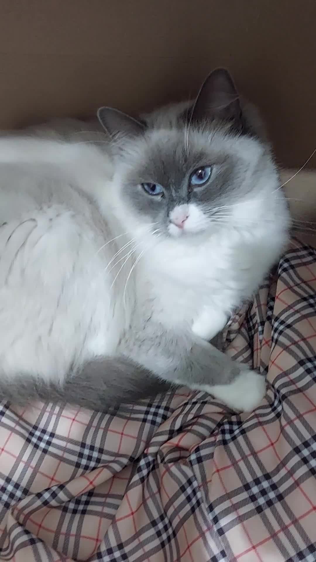 Ragdoll cats for sale: Beautiful Ragdoll Princess  - Video 1
