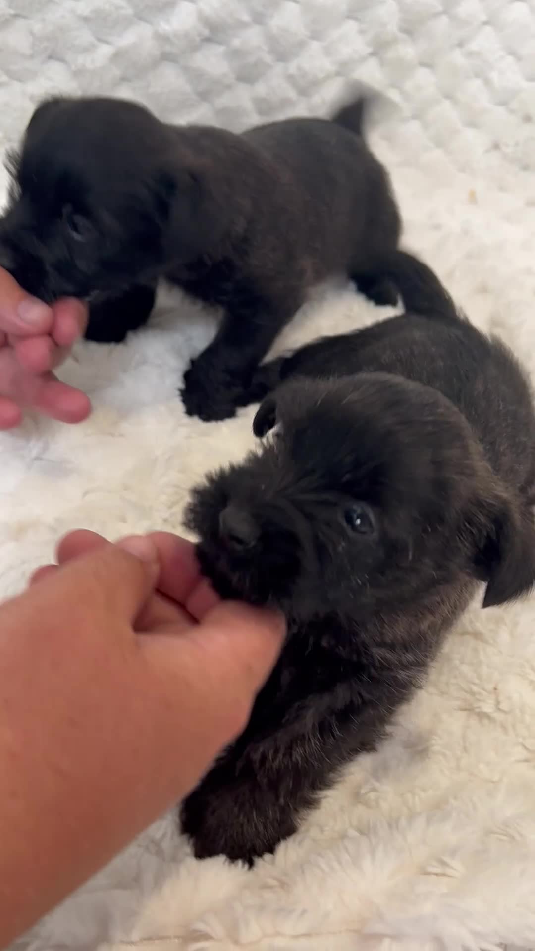 Cairn Terrier dogs for sale: Cairn terrier puppy’s  - Video 1