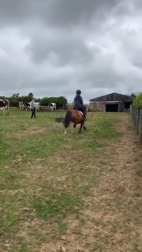 Welsh Section A horses for sale: Welsh Section A • Mare • 8 years - Video 1