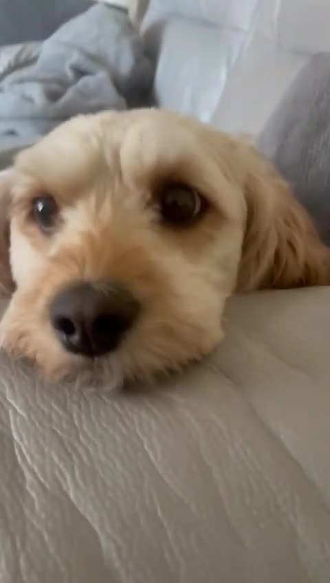 Cavapoo dogs for sale: Cavapoo Adult Female (5 years) - Video 1