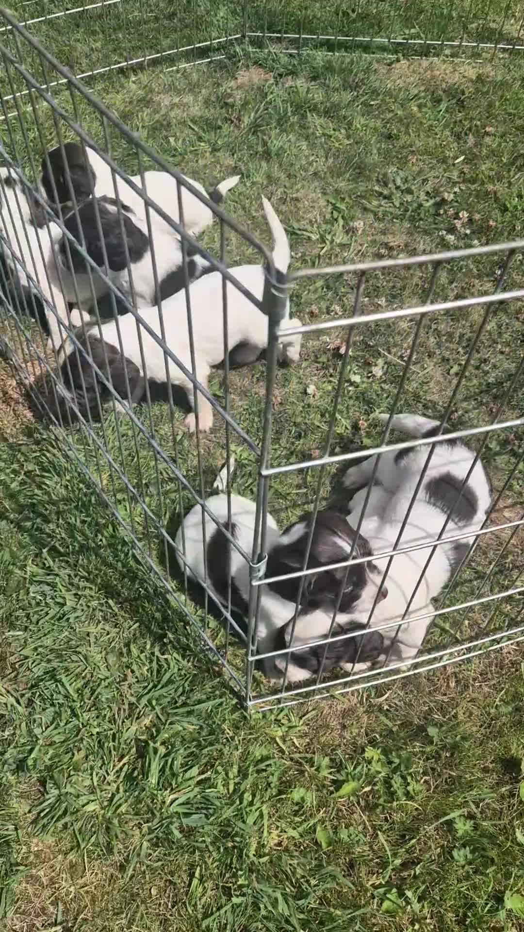 Sprocker dogs for sale: Beautiful sprocker pups  - Video 1