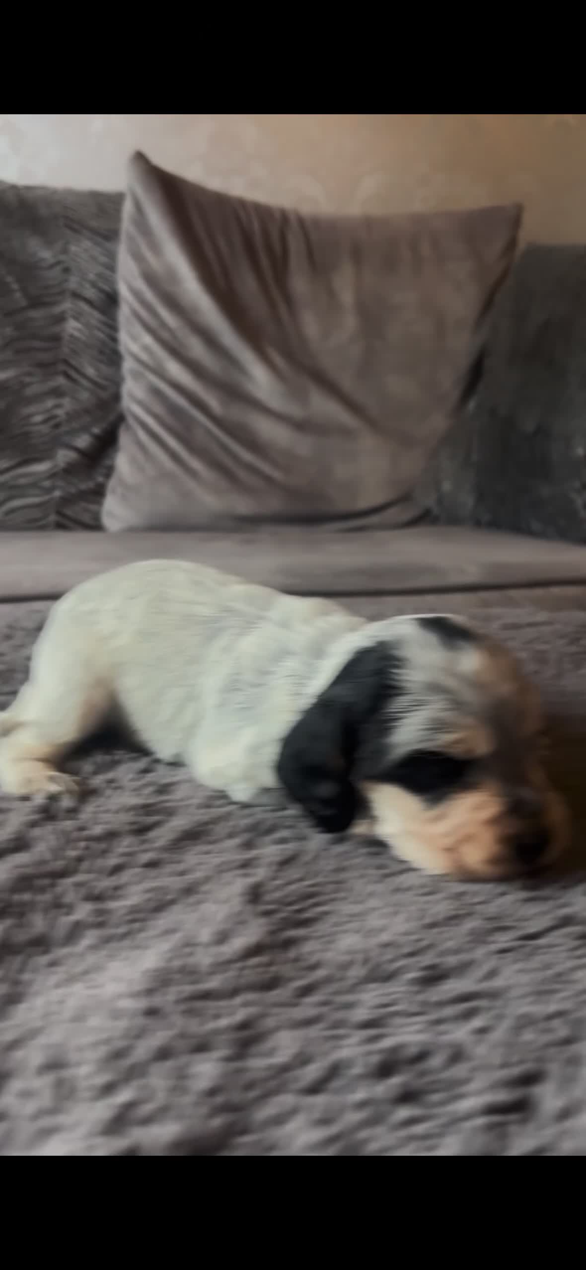 Cocker Spaniel dogs for sale: 4 beautiful cocker spaniel puppies  - Video 3