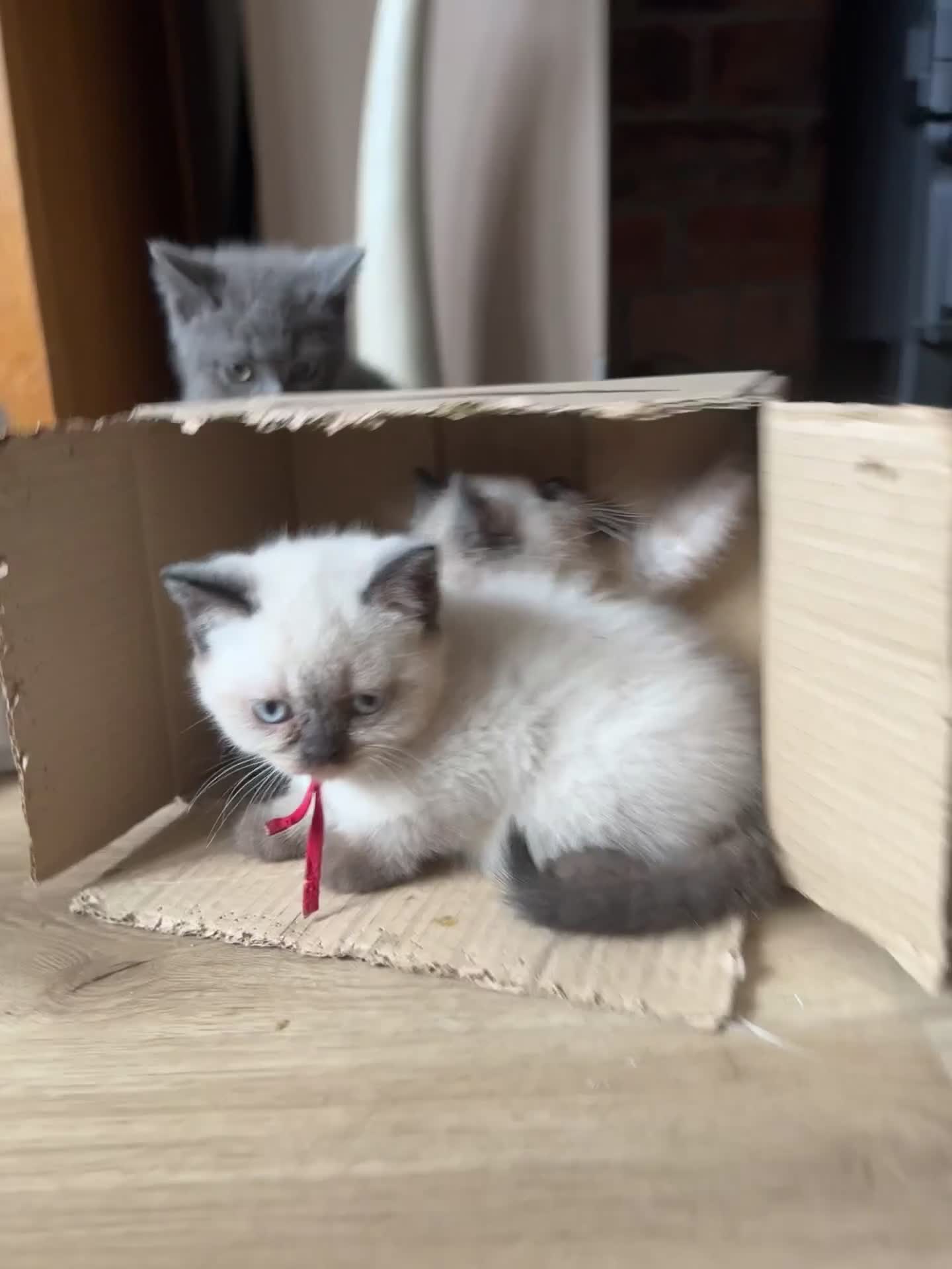 British Shorthair cats for sale:  British shorthair colourpoint pedigree kittens  - Video 1