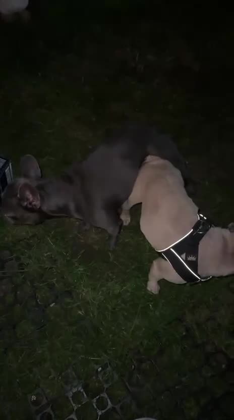 French Bulldog dogs for sale: Franch Bulldog  - Video 2