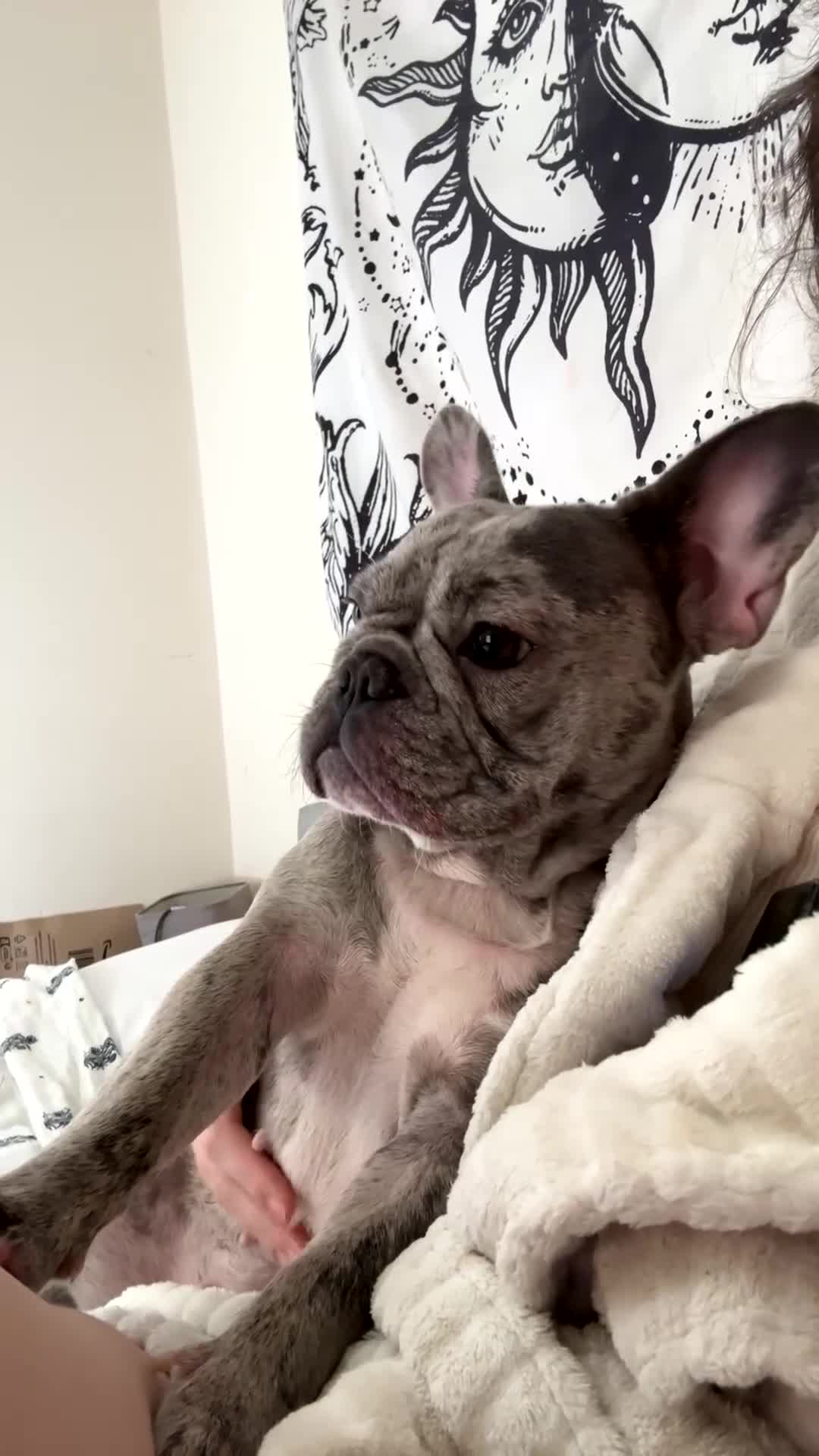 French Bulldog dogs for sale: Female French Bulldog 1 year - Video 1