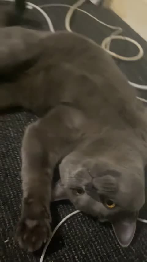 British Shorthair cats for sale: Blue British Shorthair Male, 8 Months – £1,200 - Video 3