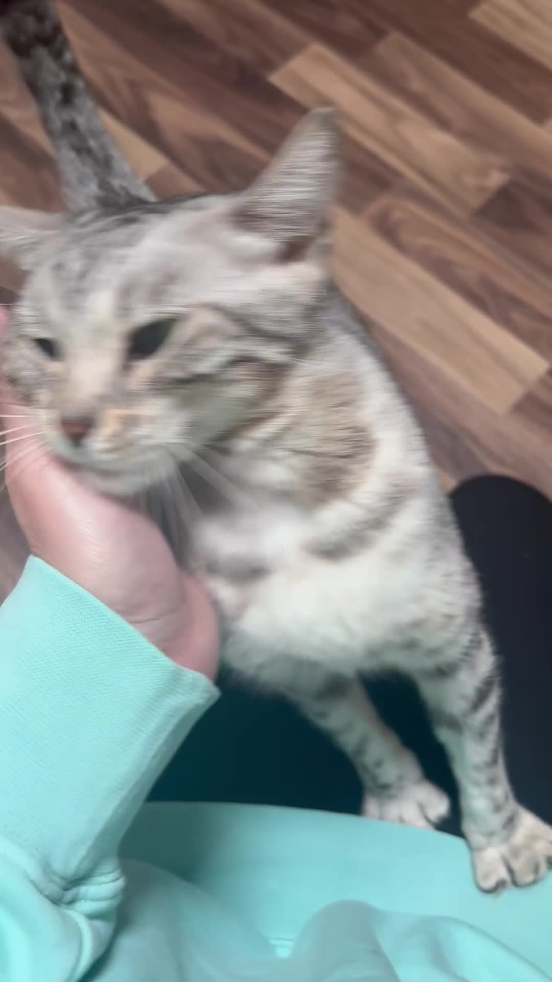 Bengal cats for sale: Beautiful Silver Bengal Girl - Video 1