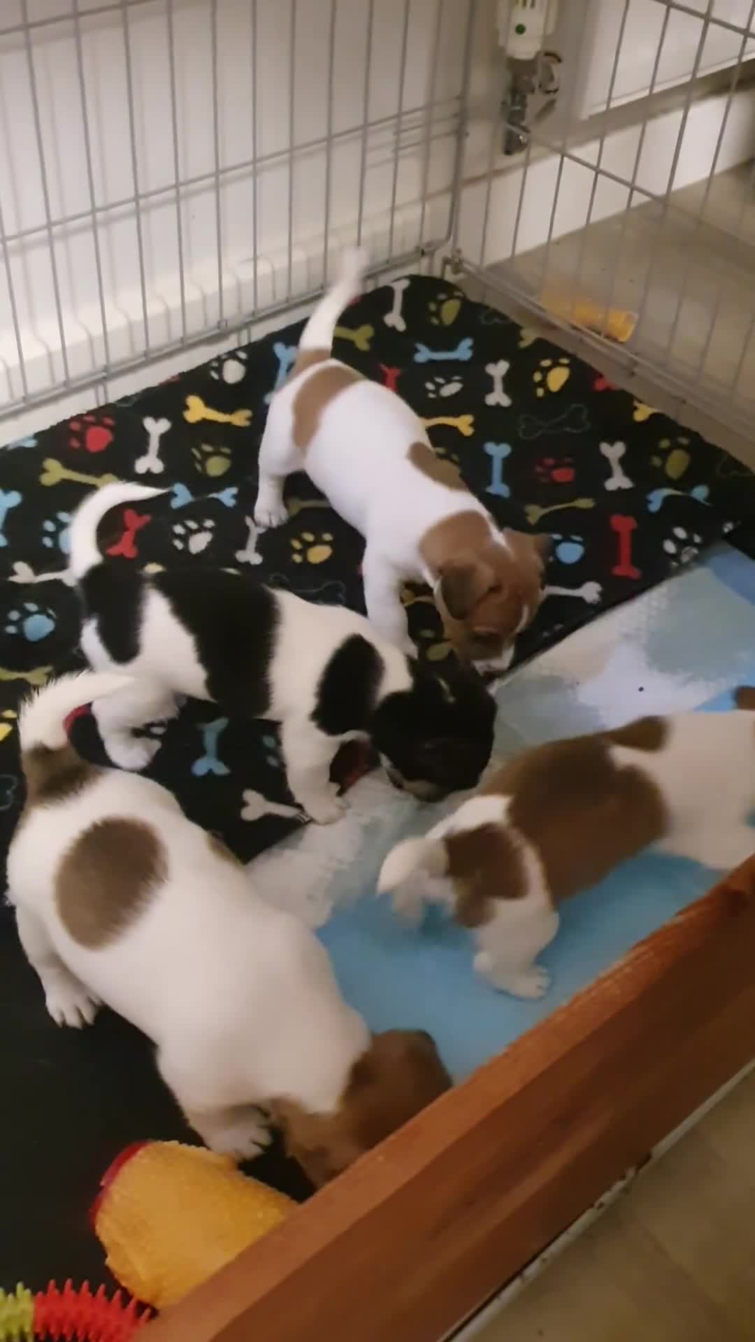 Jack Russell dogs for sale: Jack Russell puppies  - Video 1