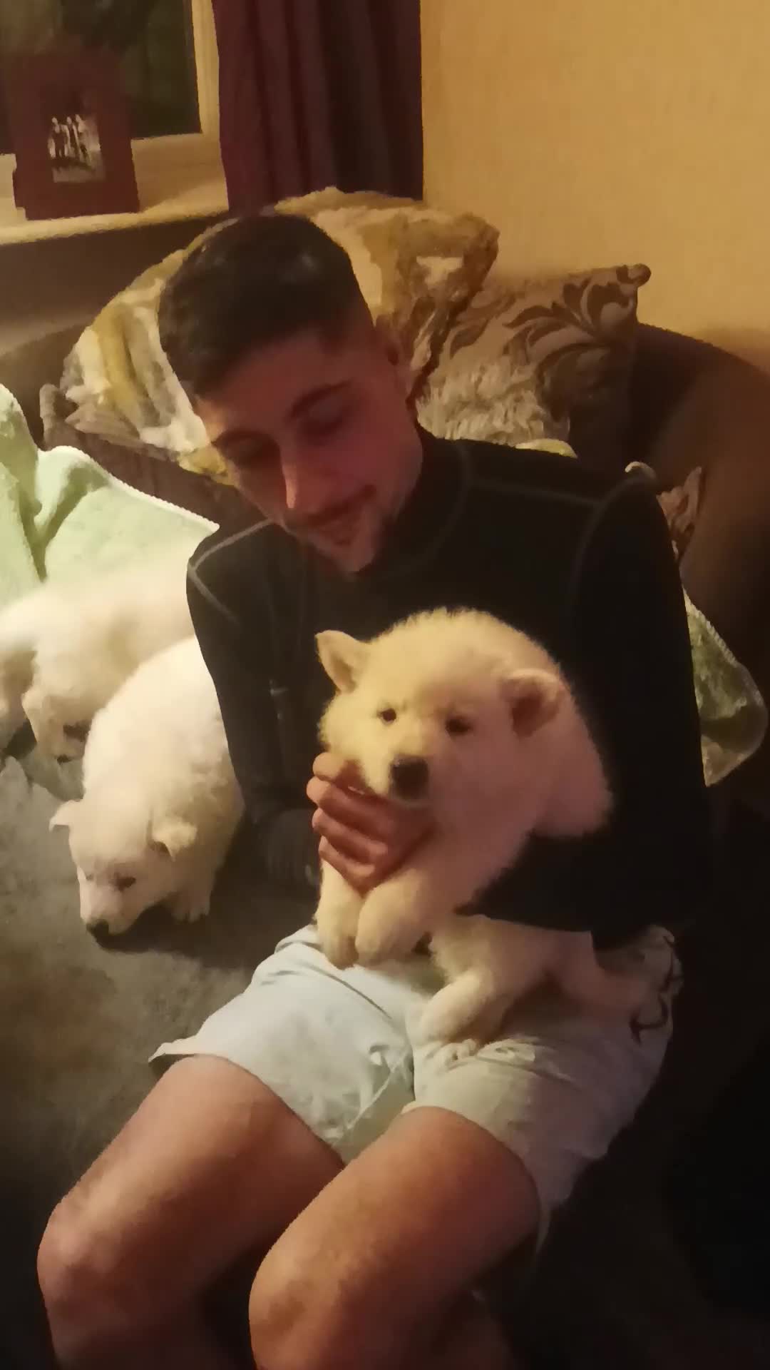 Mixed Breed dogs for sale: Northern Inuit x German shepherd puppies for sale  - Video 3