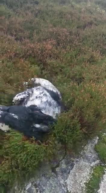 English Springer Spaniel dogs for stud: English Springer Spaniel For Stud - Health Tested in Kirriemuir - Video 1