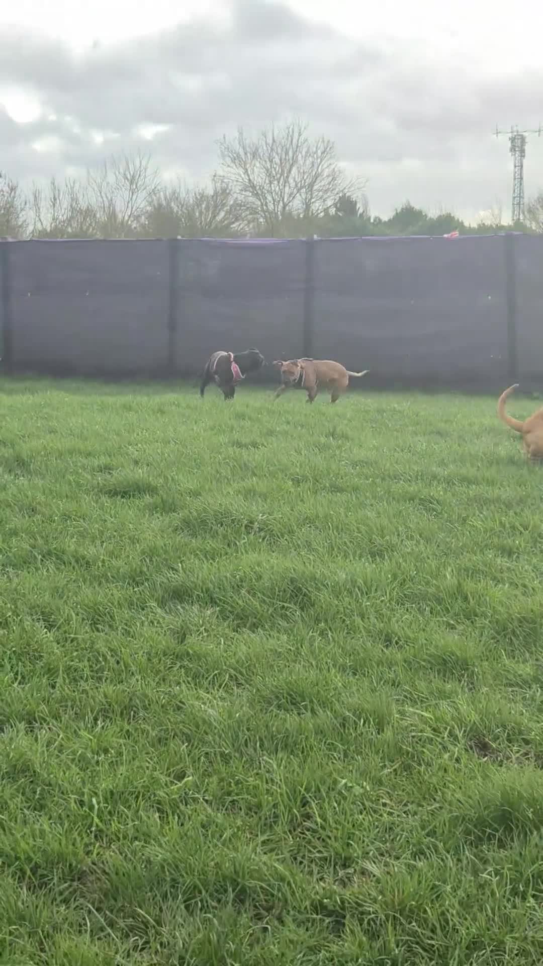 Mixed Breed dogs for sale: Bullmastiff Cross Puppies  - Video 2