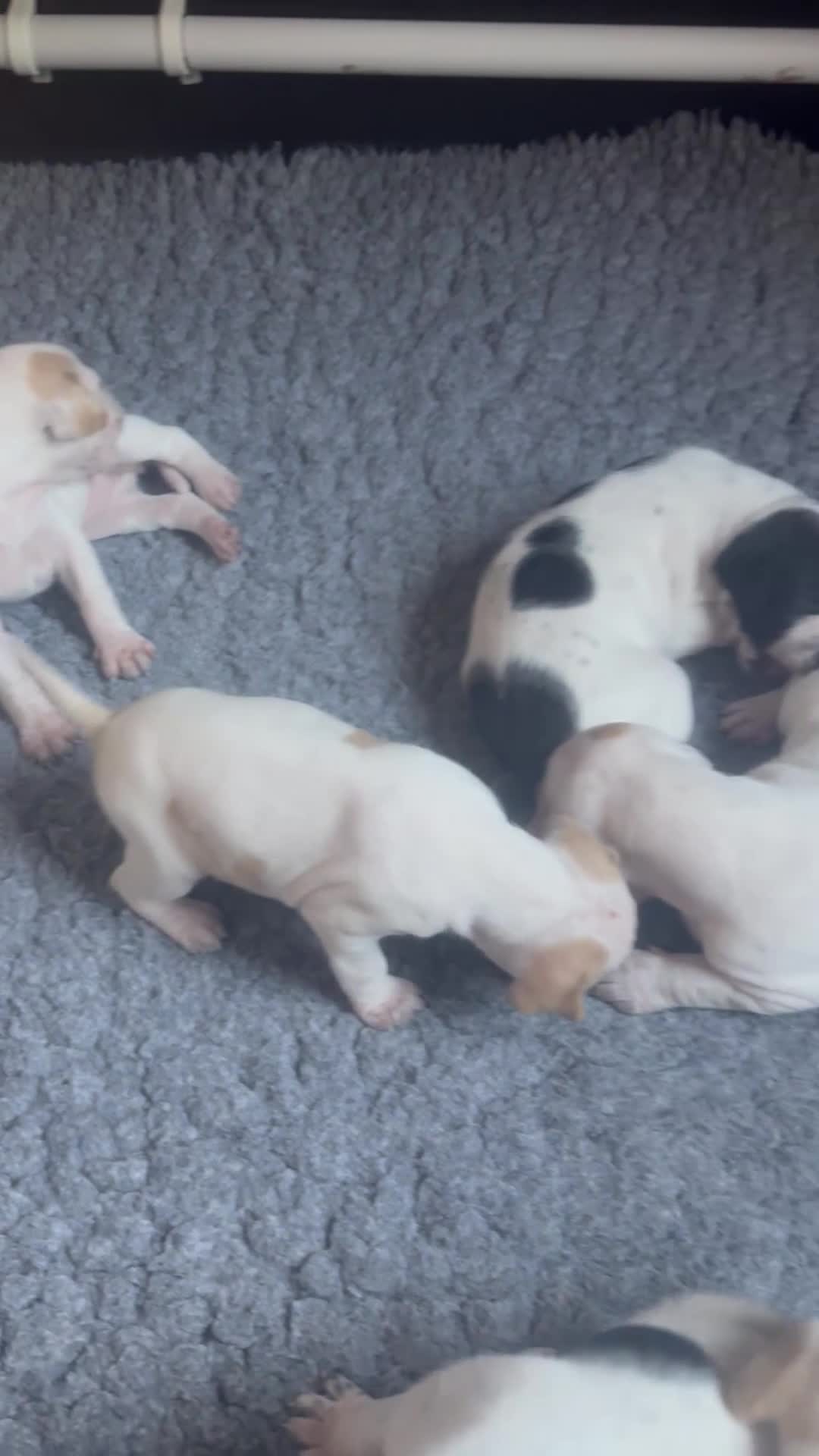 Pointer dogs for sale: Gorgeous English Pointer Puppies - Video 1