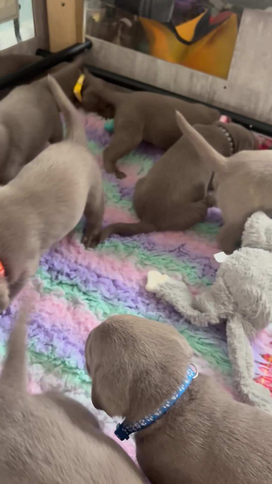 Labrador Retriever dogs for sale: Puppies now sold pending collection  - Video 2