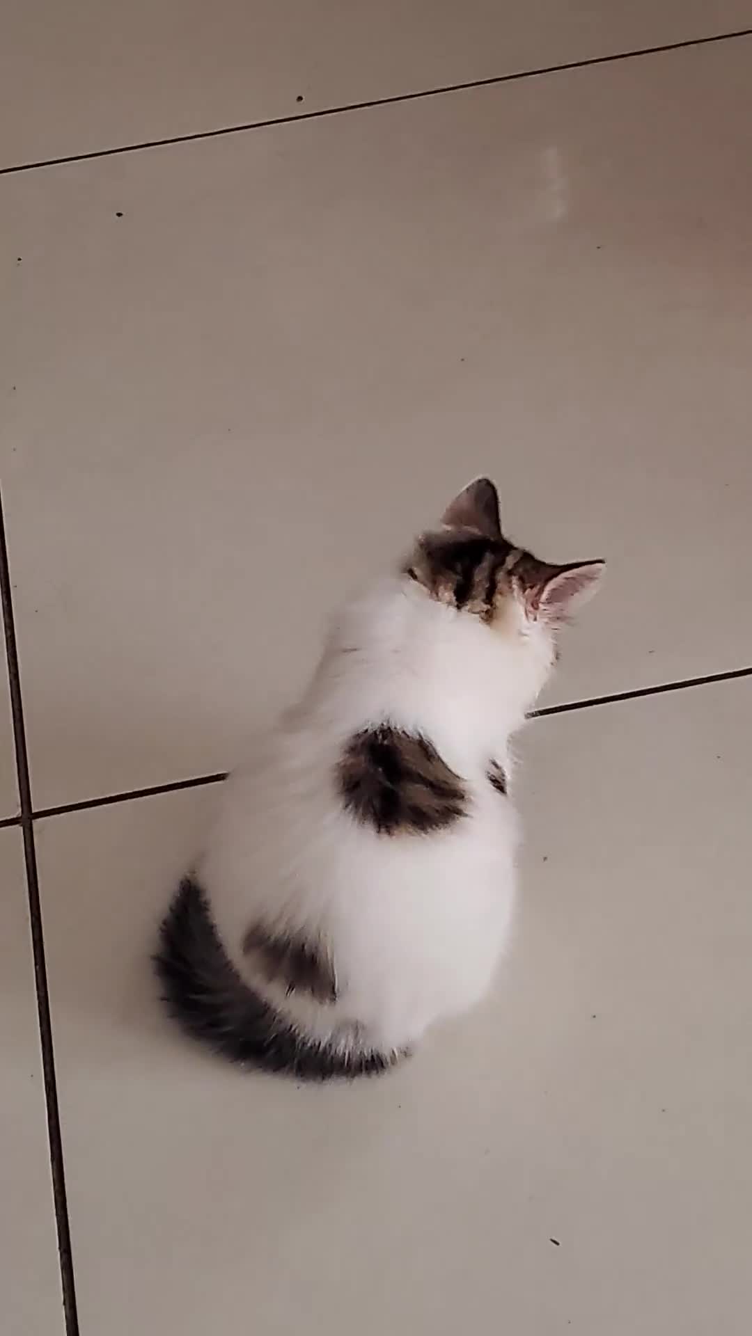 Mixed Breed cats for sale: 12-Week-Old Male Kitten looking for a Loving Home - Video 3