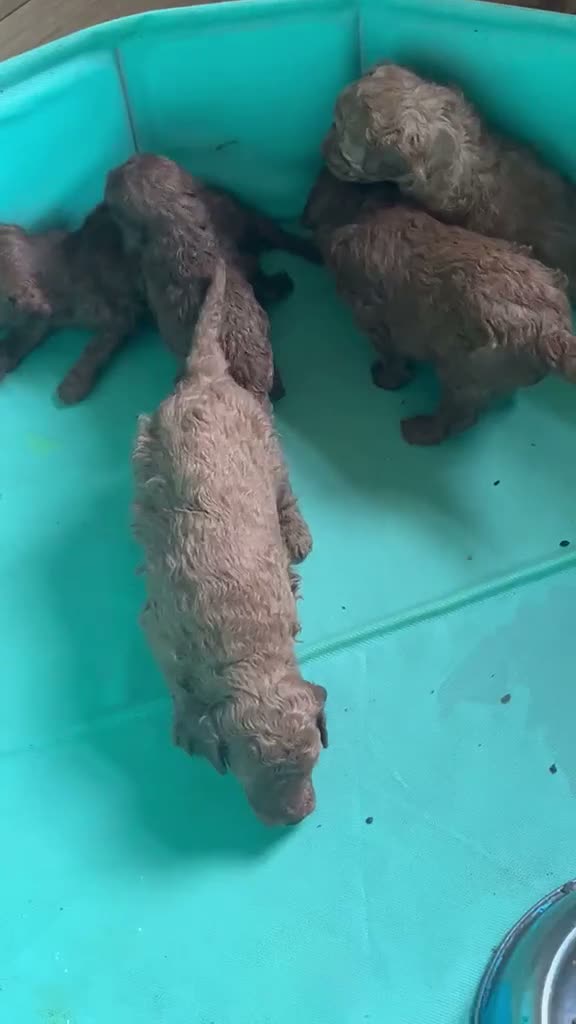Toy Poodle dogs for sale: HIGH QUALITY RED KC REGISTERED TOY POODLEs - Video 1