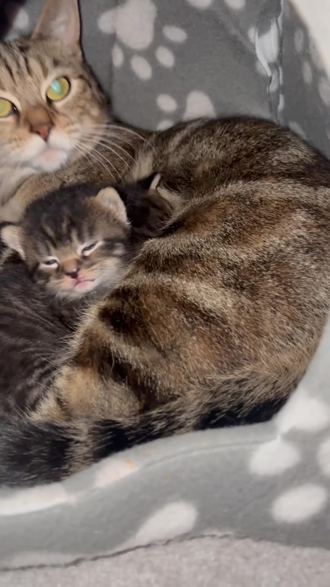 Mixed Breed cats for sale: Mixed tabby female kitten in Westcliff-on-Sea - Video 1