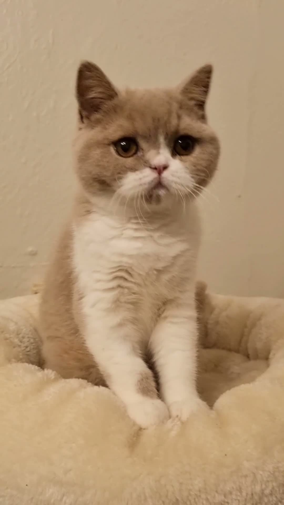 British Shorthair cats for sale: Fawn Bicolour Females - Spayed/Neutered - Video 4