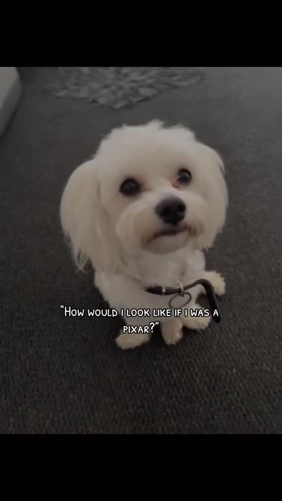 Maltese dogs for sale: White maltese dog in Rotherham - Video 1