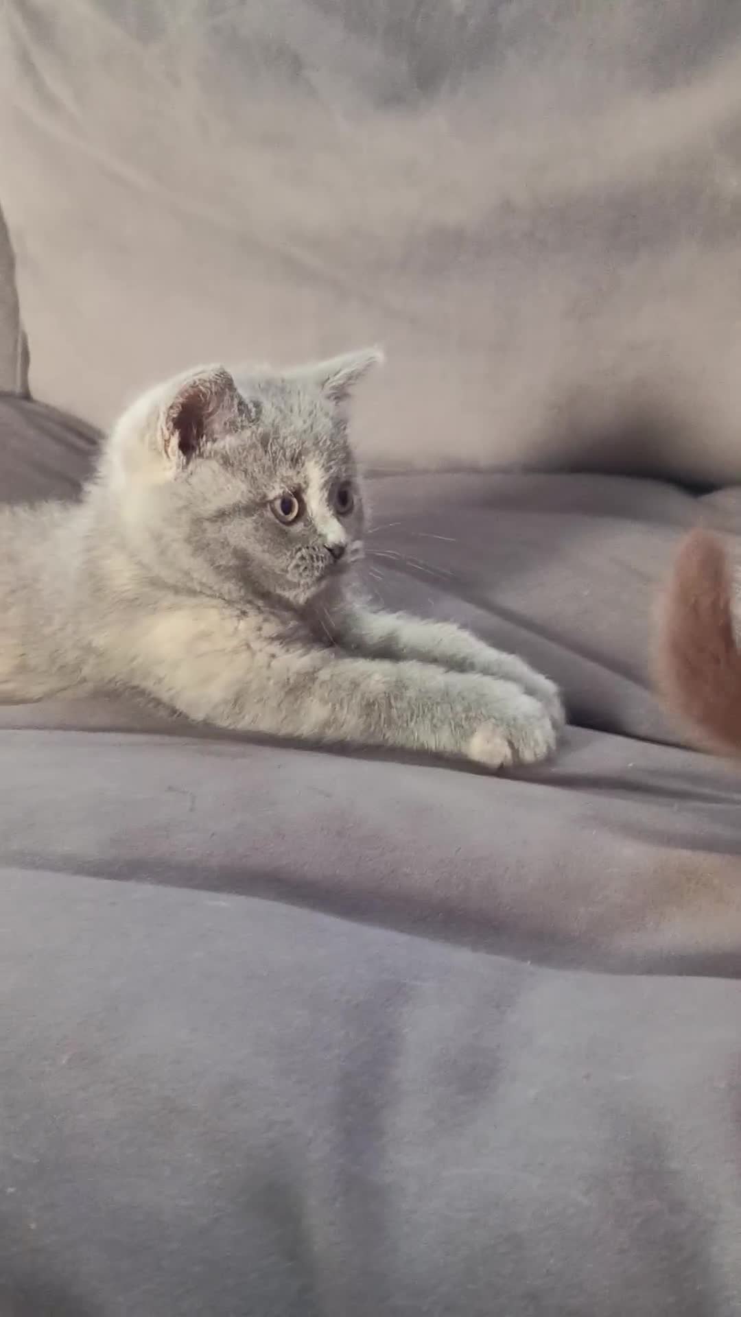 British Shorthair cats for sale: *Beautiful GCCF Reg'd Kittens*DNA Tested Parents* - Video 1