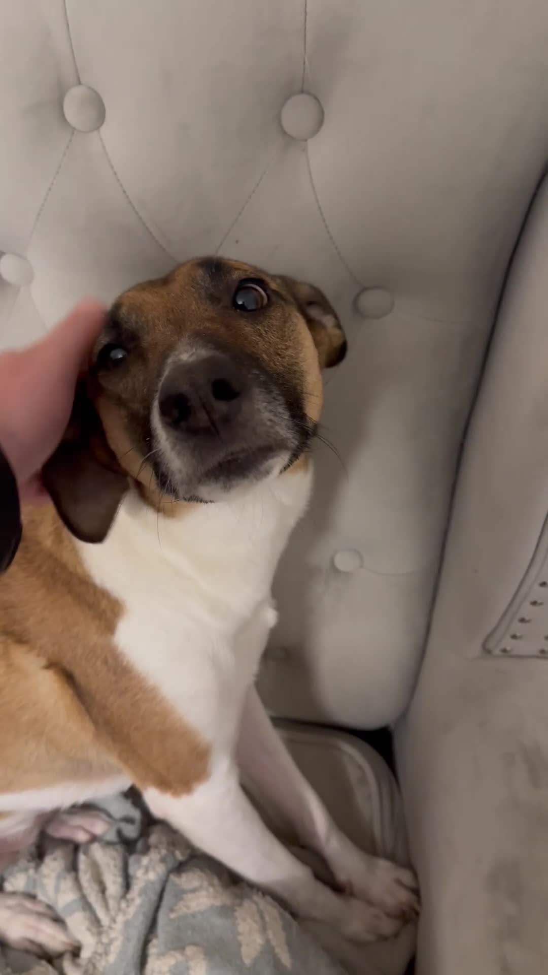 Mixed Breed dogs for sale: Ginny- Ready for rehoming, loves walks! - Video 1