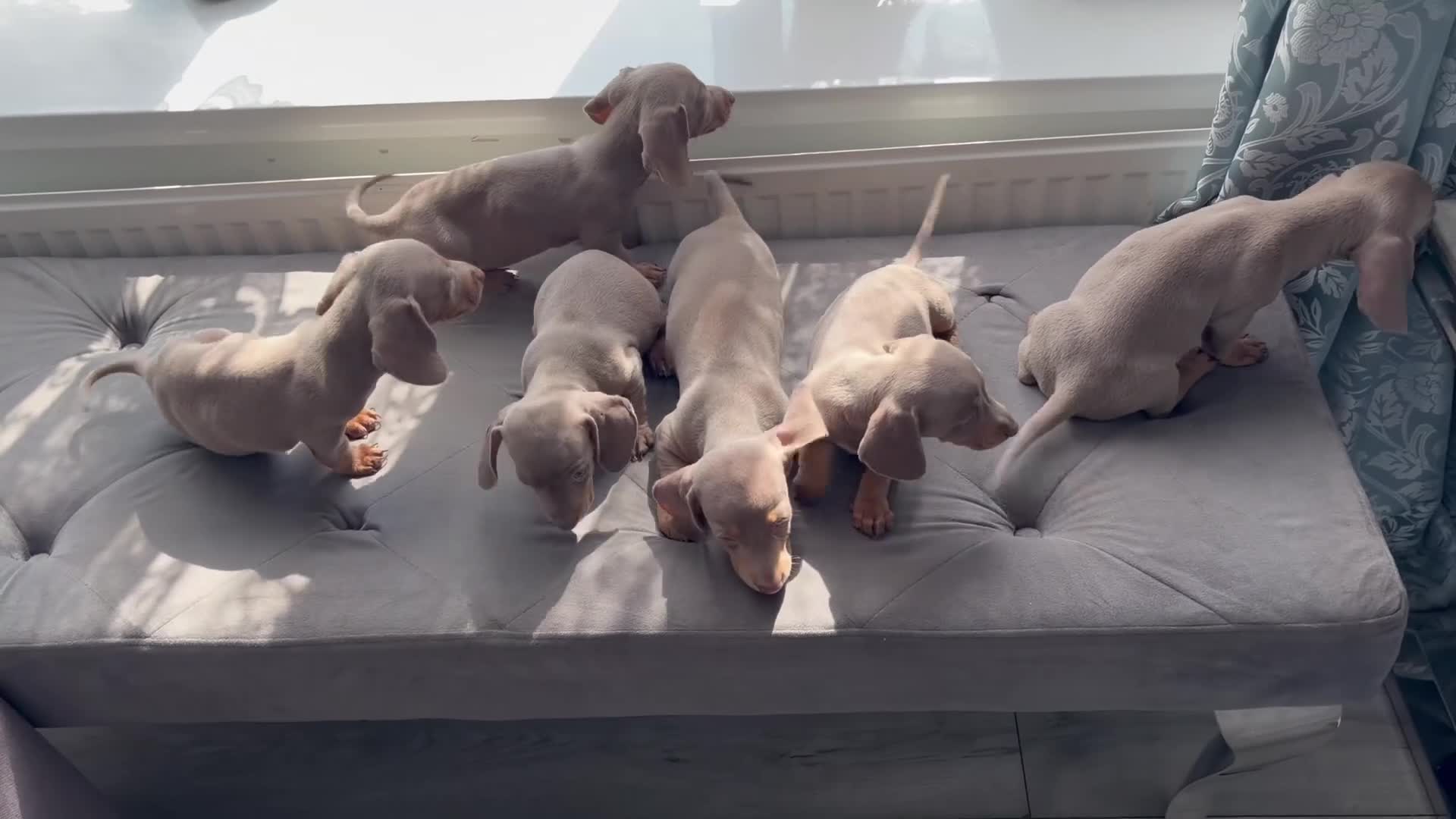 Dachshund dogs for sale: Isabella tan dachshunds  2 males left - Video 1