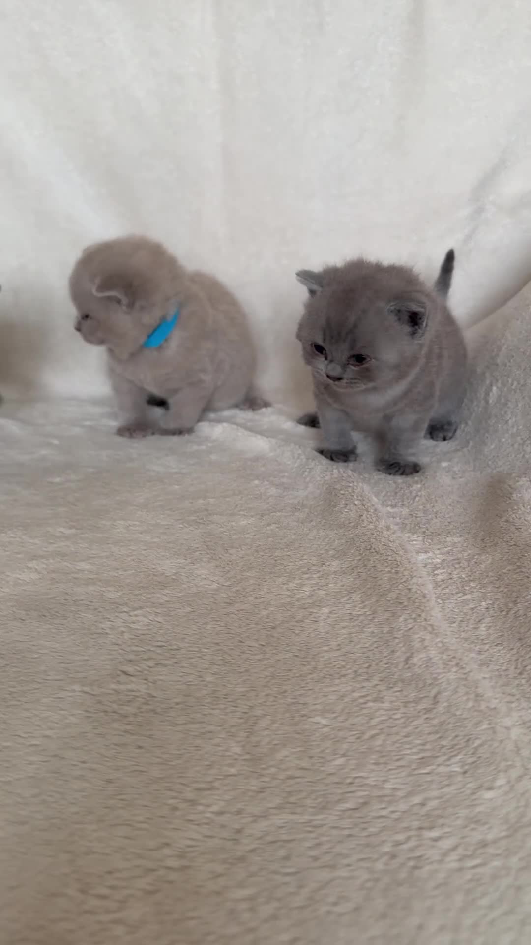 British Shorthair cats for sale: Gorgeous purebred British shorthair kittens - Video 1