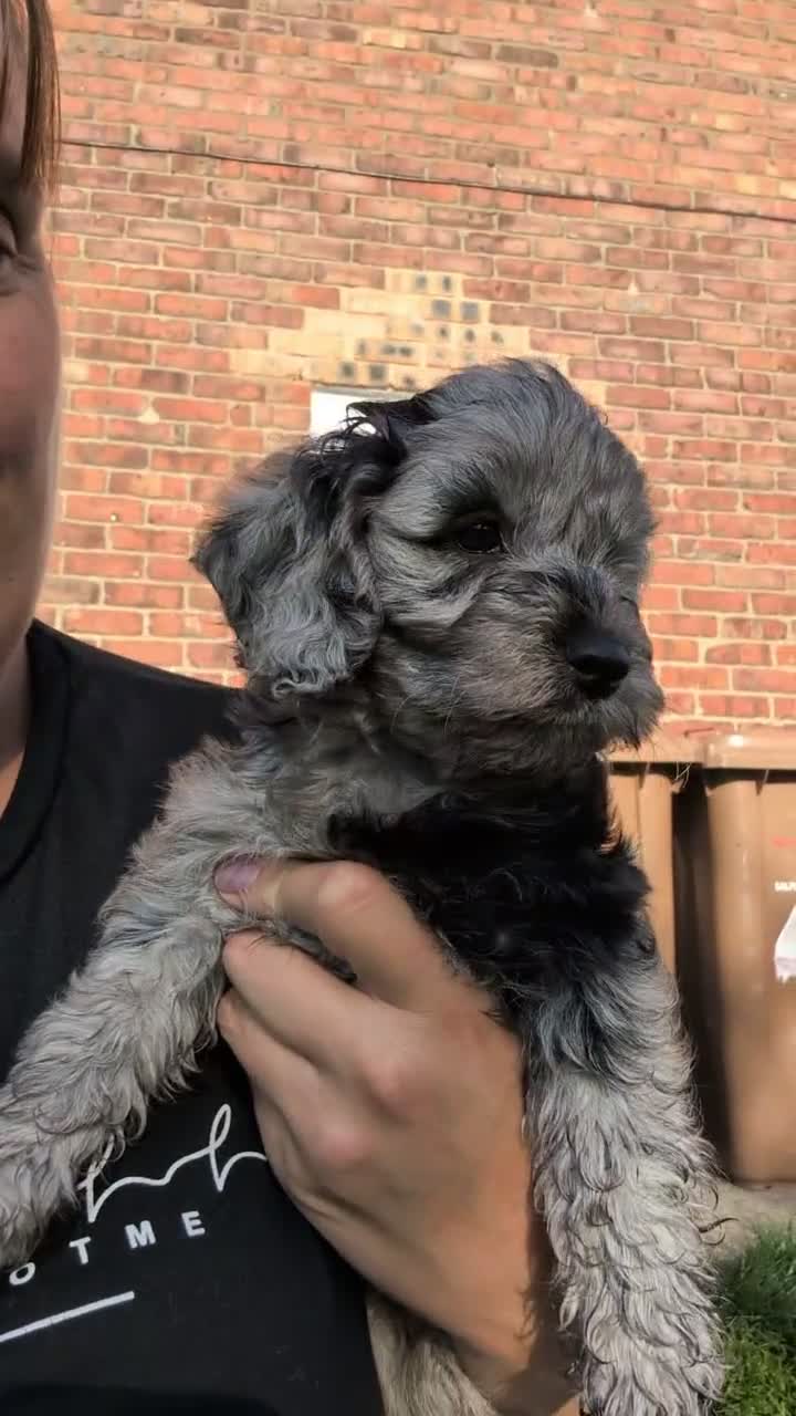 Cockapoo dogs for sale: Cockapoo pups f2b ready to leave 7th October  in Manchester - Video 3