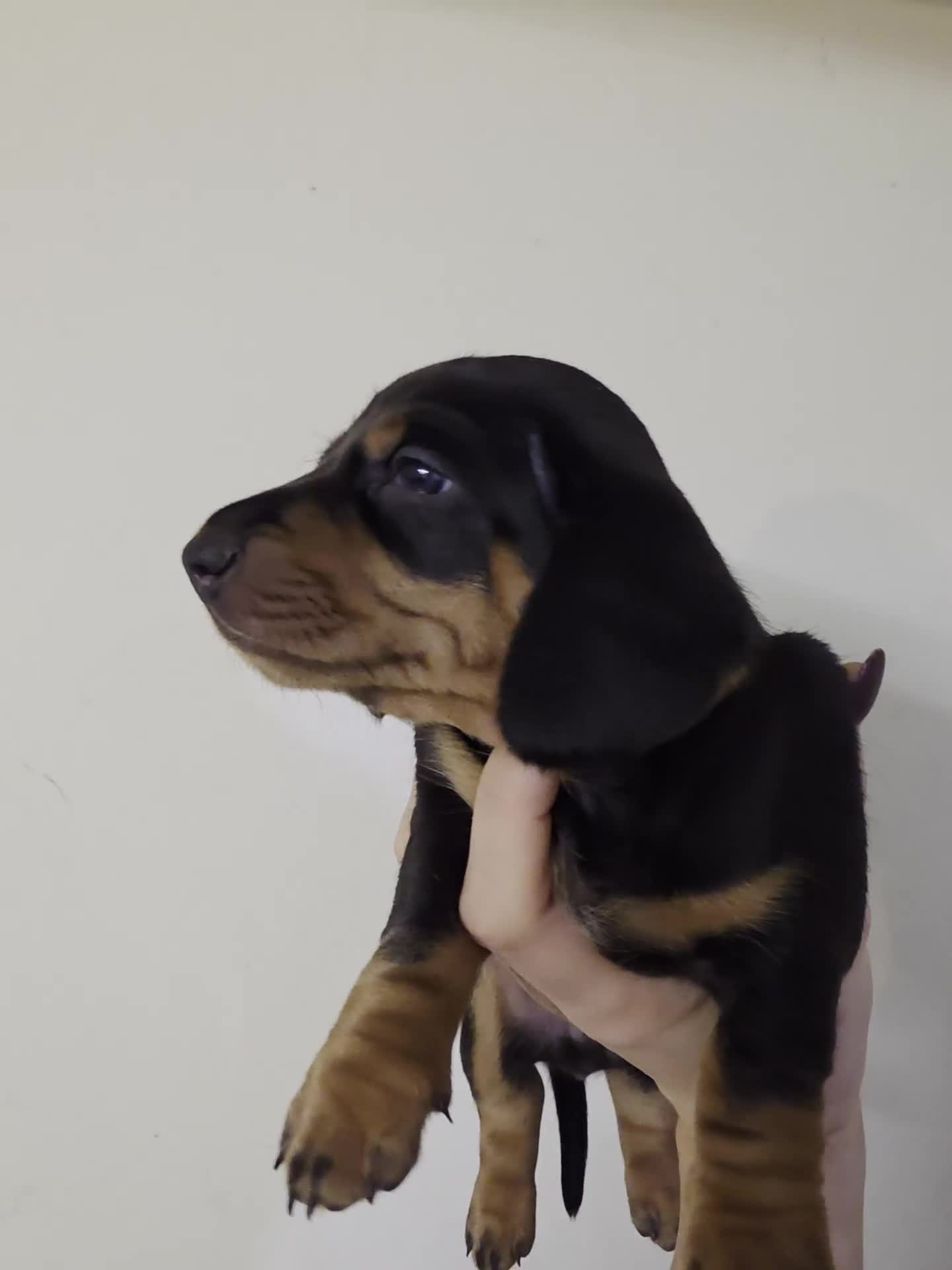 Dachshund dogs for sale: Standard KC Dachshunds  - Video 1