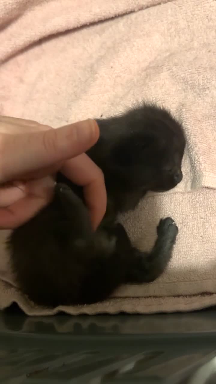 Mixed Breed cats for sale: 1 male kitten available  - Video 3