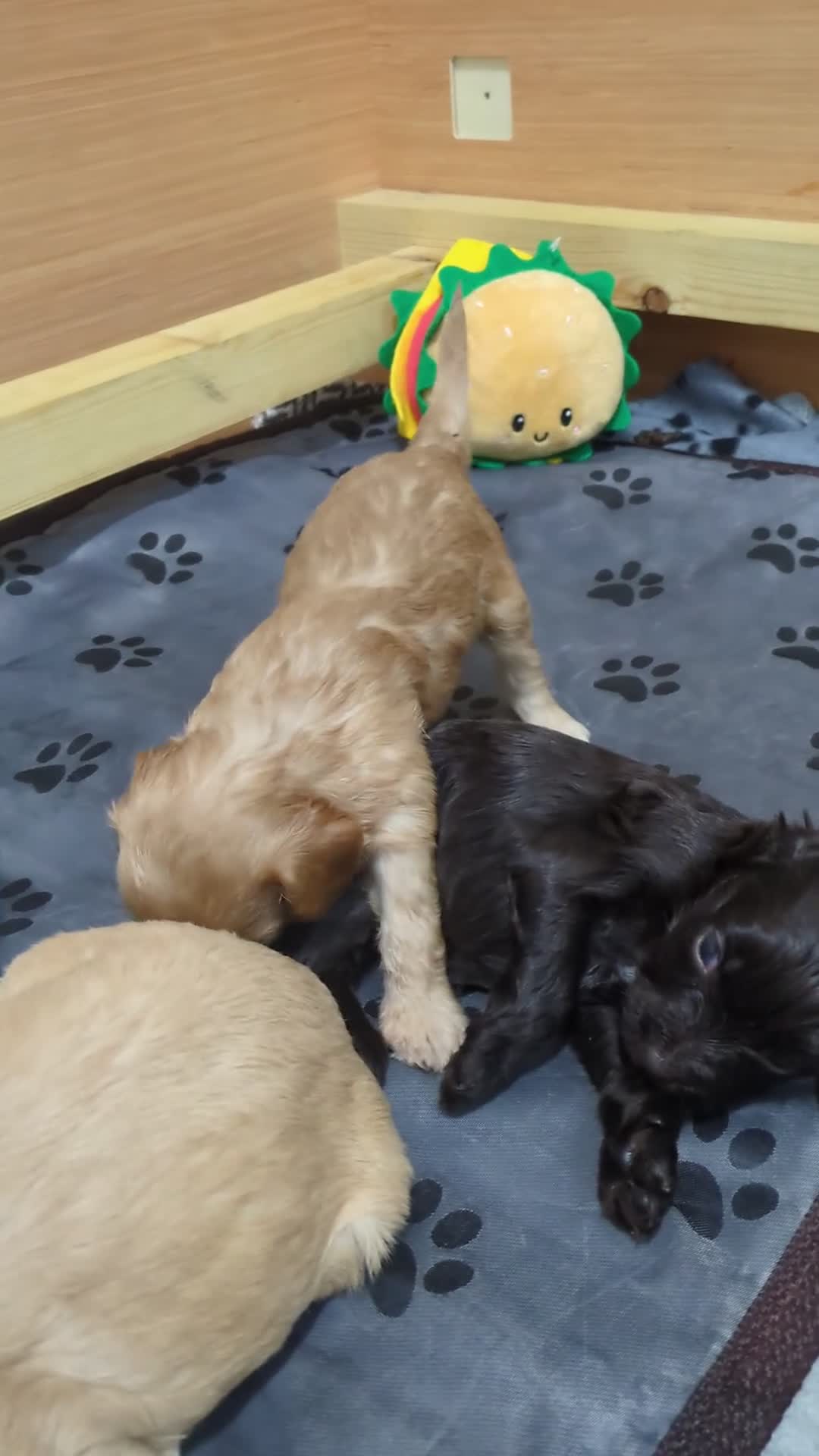 Cockapoo dogs for sale: STUNNING F1 COCKAPOO PUPPIES 2 FEMALES LEFT - Video 2