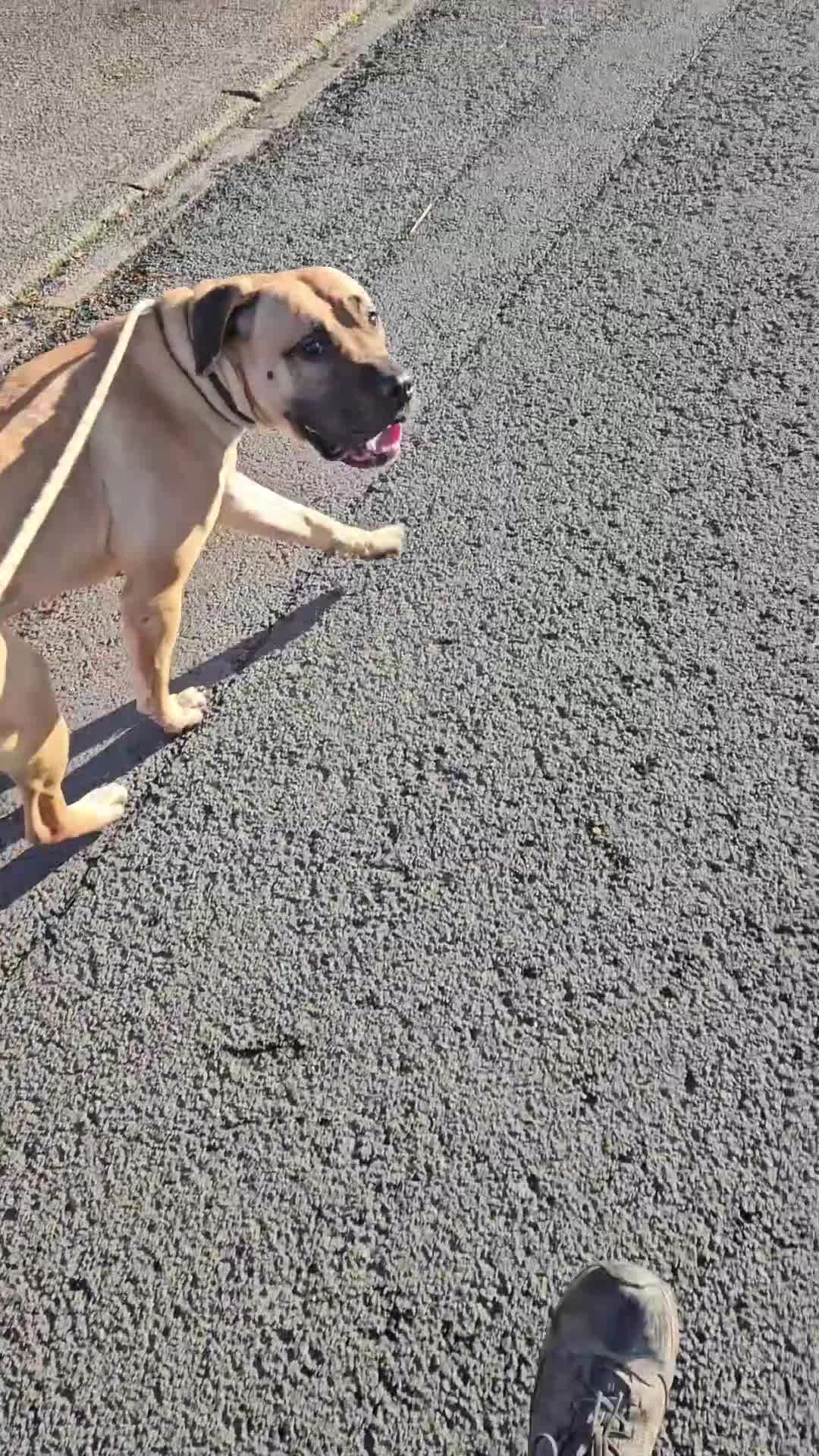 Presa Canario dogs for sale: Nova (3) Presa Canario- Needs a loving home - Video 1