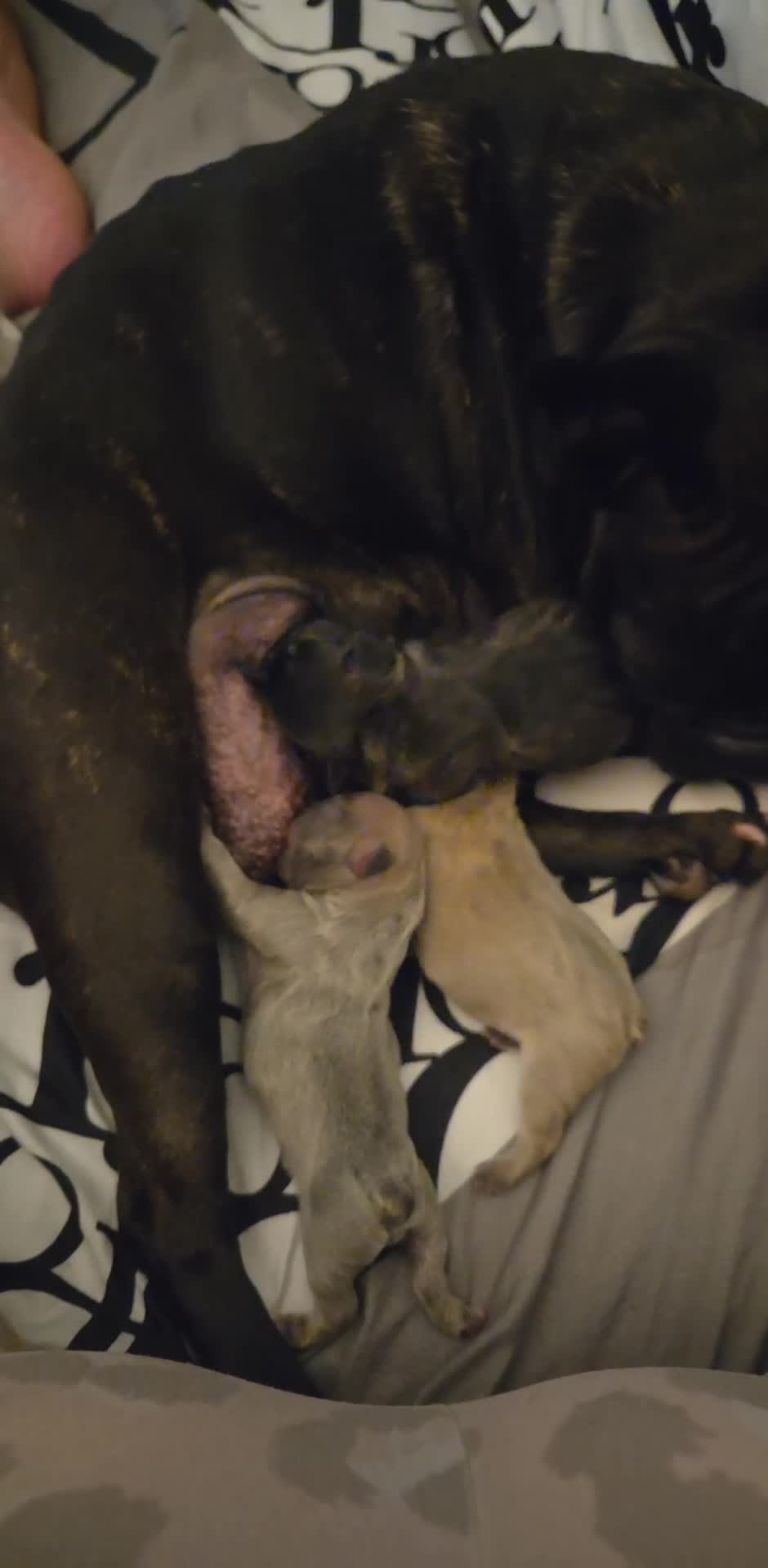 French Bulldog dogs for sale:  french bulldog puppies - Video 1