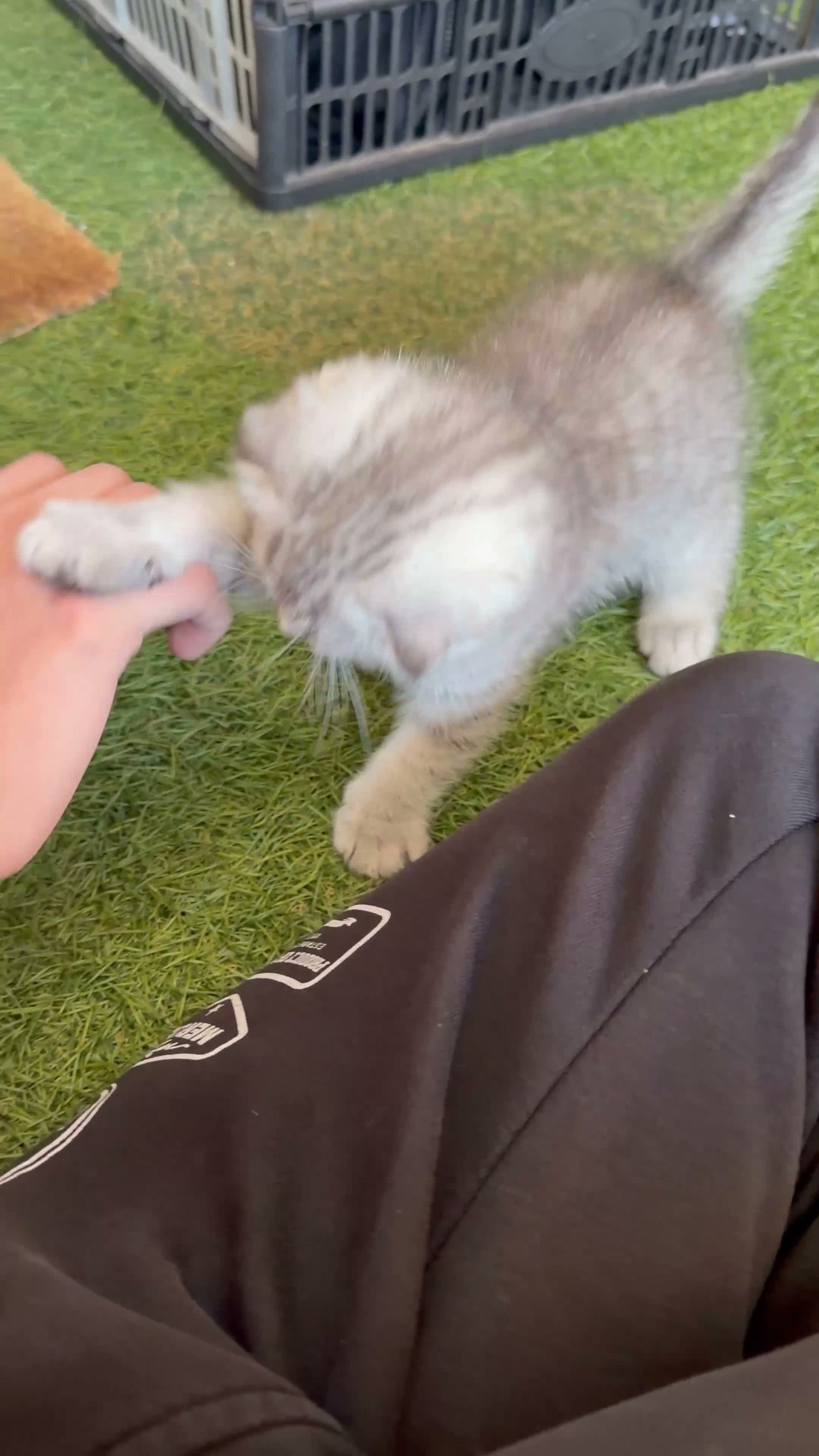 Scottish Fold cats for sale: Adorable Scottish Fold & Straight Kittens  - Video 1