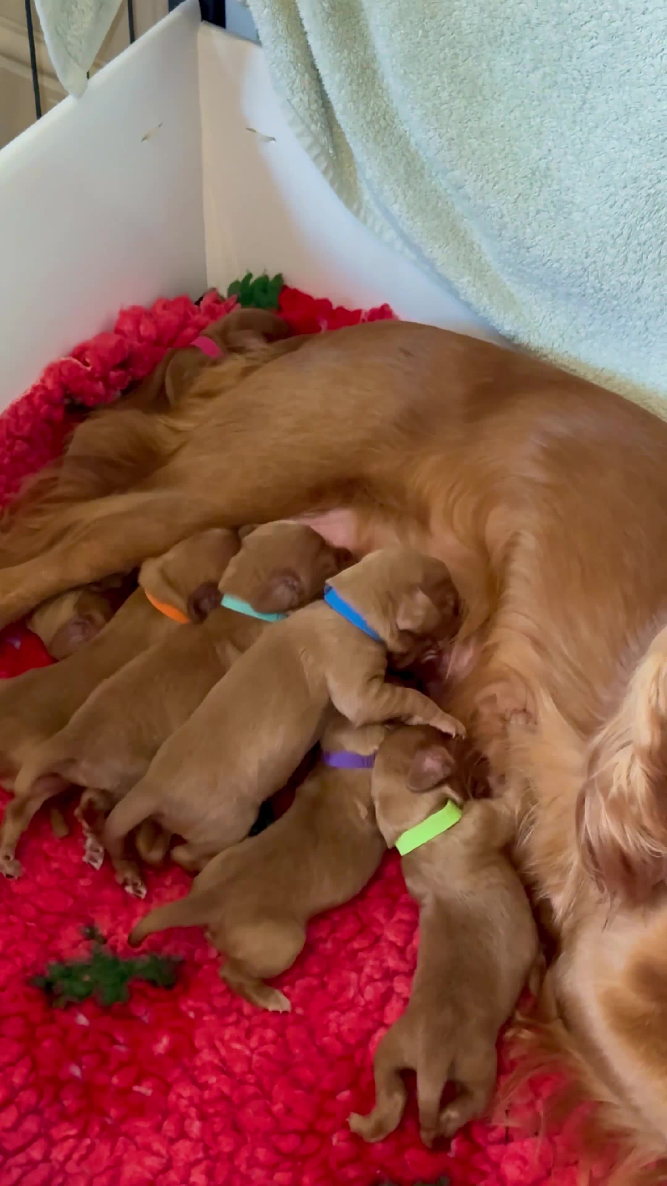 Cocker Spaniel dogs for sale: Stunning Litter of Red Cocker Spaniels  - Video 1
