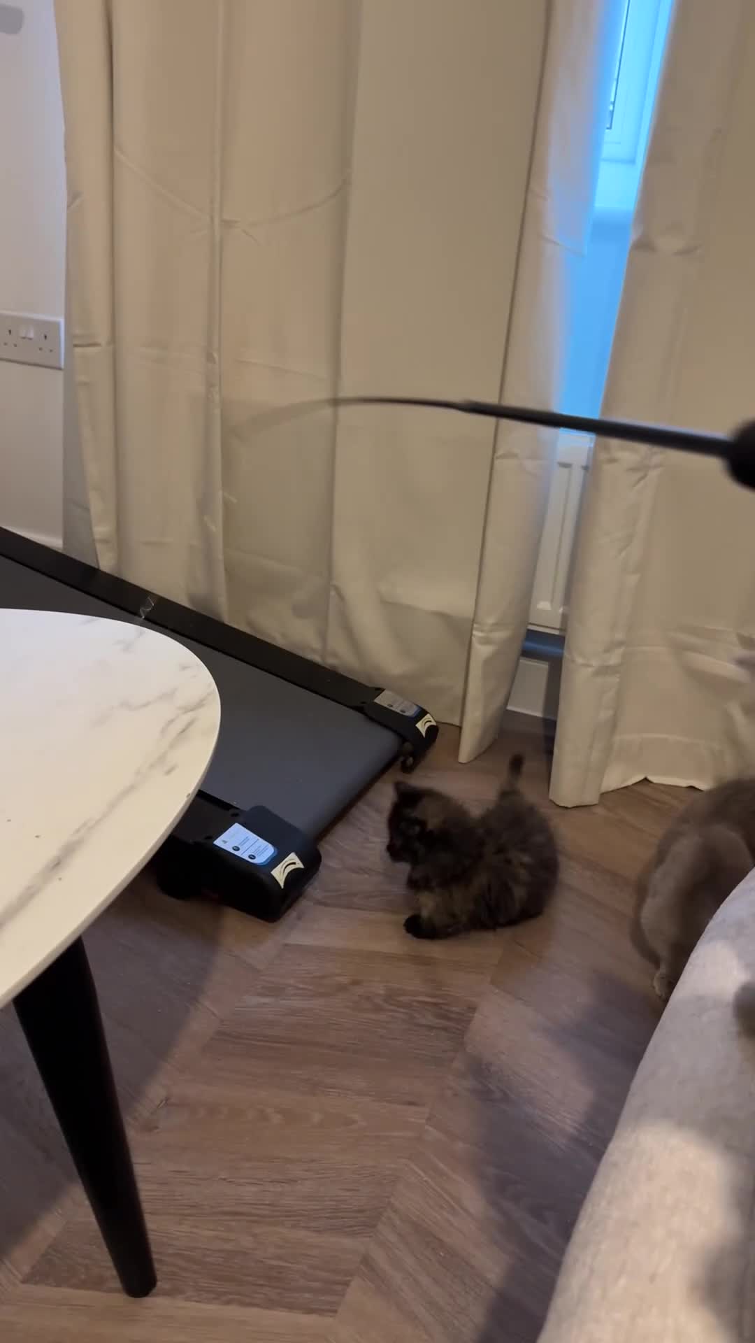 Munchkin cats for sale: 💎 RARE 💎 STANDARD MUNCHKINS READY TO LEAVE NOW  - Video 3