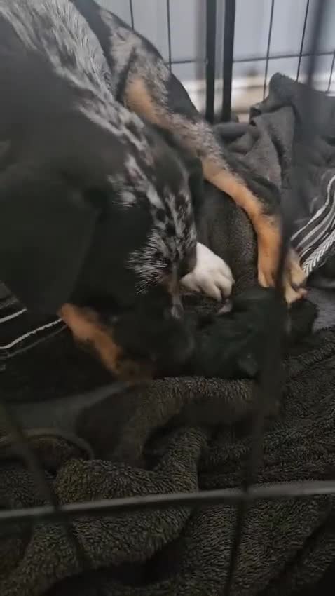 Mixed Breed dogs for sale: French Bulldog cross Manchester Terrier  - Video 2