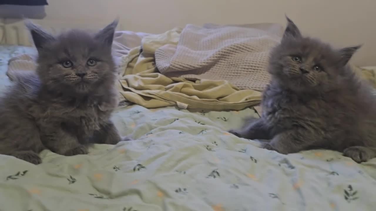 Maine Coon cats for sale: Maine coon kittens  - Video 2