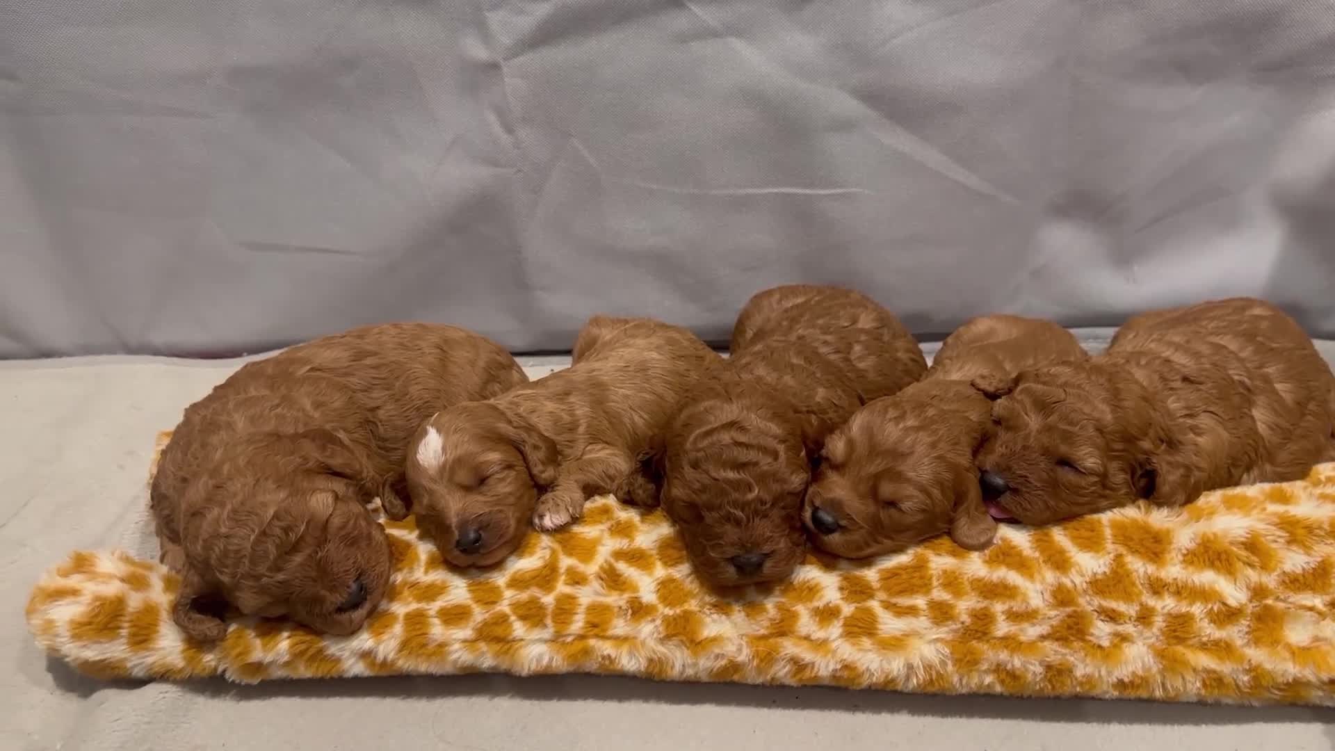 Cavapoo dogs for sale: Toy Cavapoo Puppies  - Video 1
