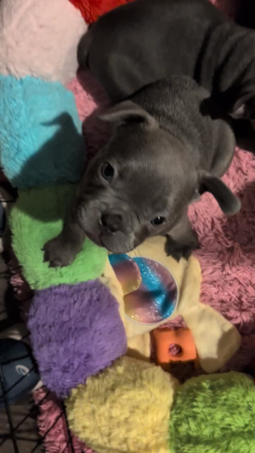 French Bulldog dogs for sale: Stunning French bulldog puppies 🐕 - Video 2