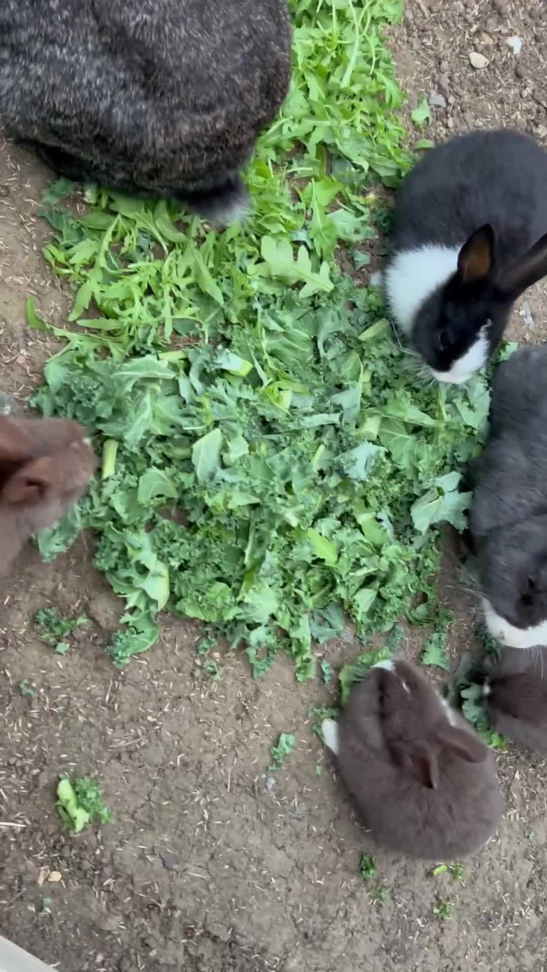 Dutch rabbits for sale: Beautiful Dutch Rabbits for sale - Video 1