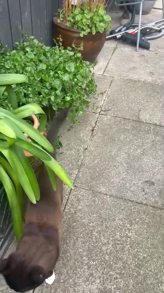 British Shorthair cats for sale: Mr Zezito in Dagenham - Video 2