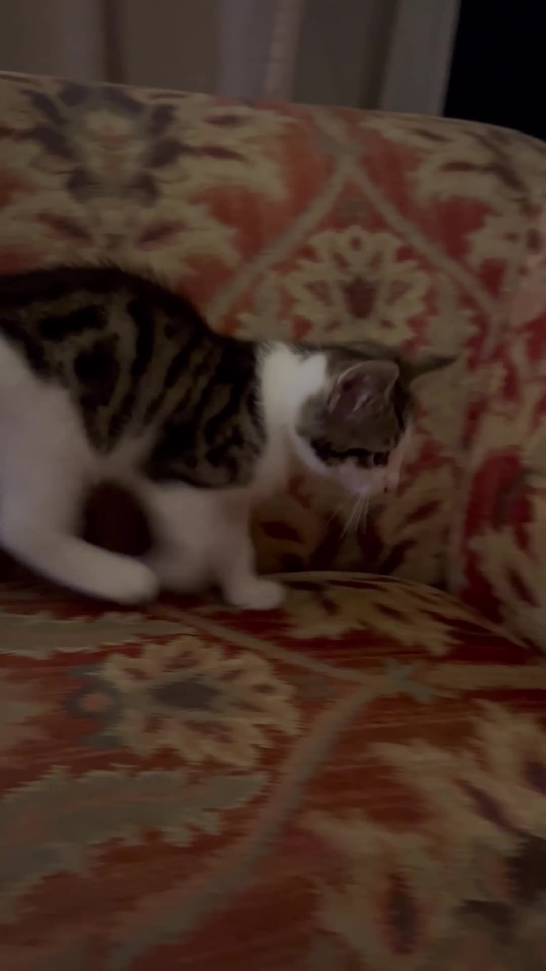 Mixed Breed cats for sale: Siberian X kittens ready now - Video 1