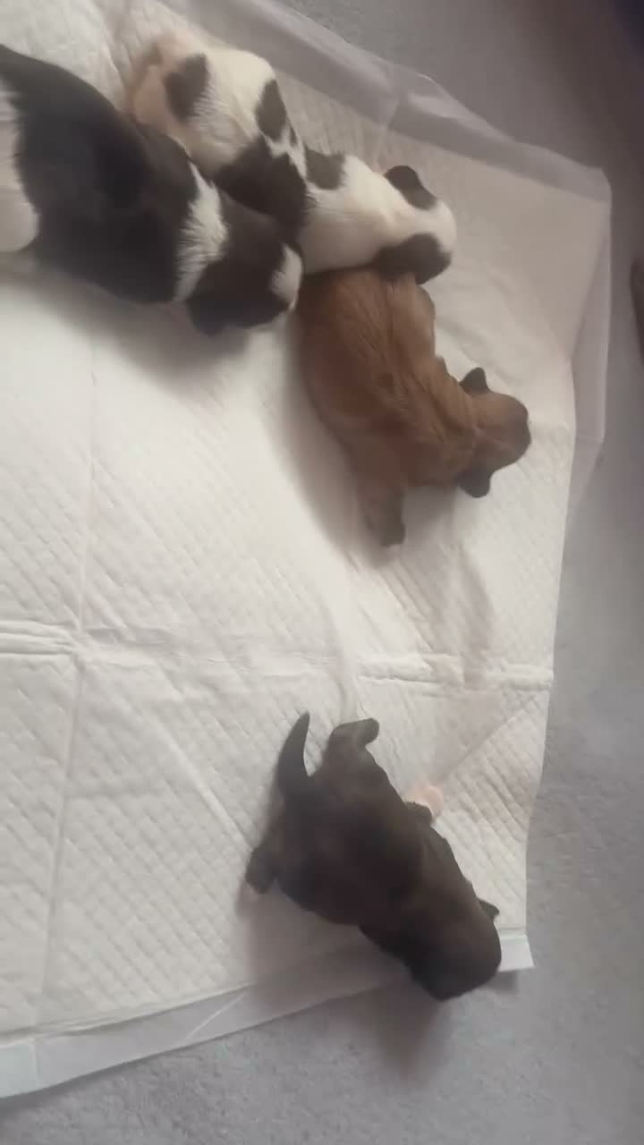 Shih Tzu dogs for sale: 9 purebred puppies are looking for new, homes. - Video 2