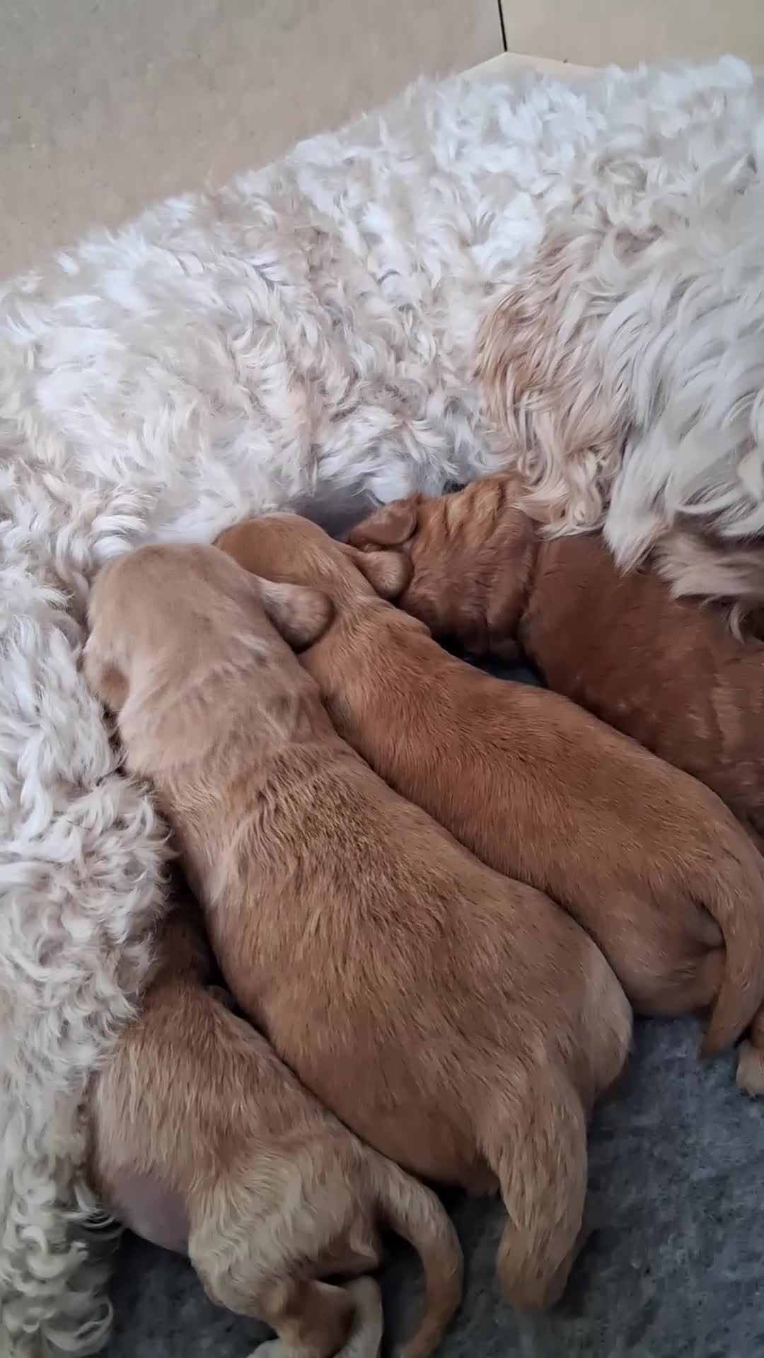 Mixed Breed dogs for sale: Beautiful Golden Cavadoodle Puppies for Sale. in Chertsey - Video 1